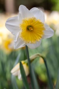 Narciso; il fiore;
